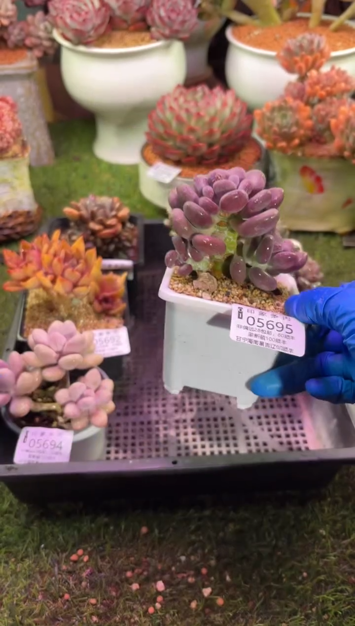 【闪购商品】05695