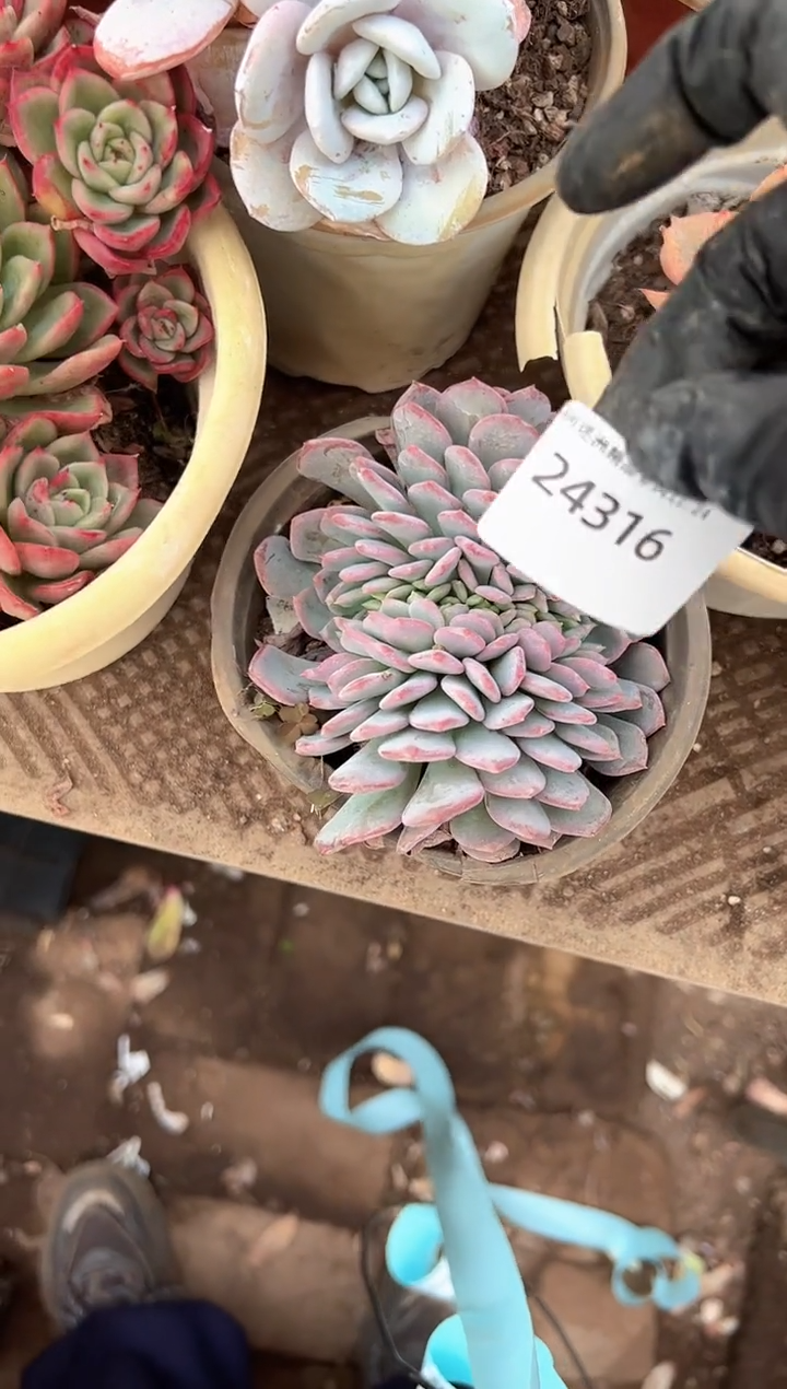 2*_多肉植物一物一拍24316