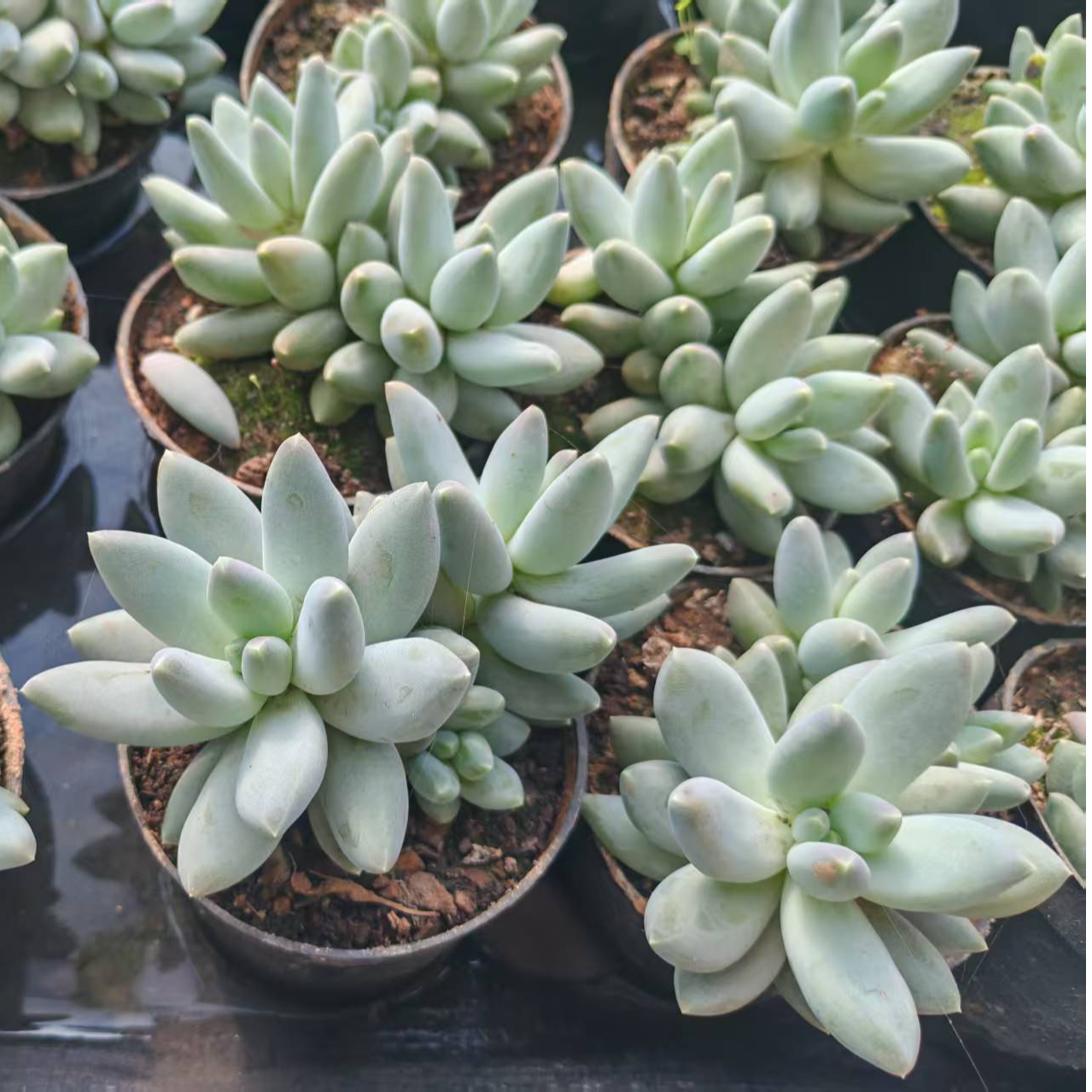 多肉植物基地直发新手好养颜值高可室内外养 全疆包邮