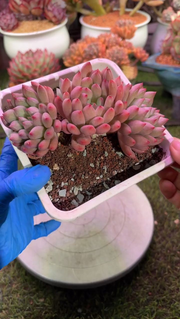 【闪购商品】05893