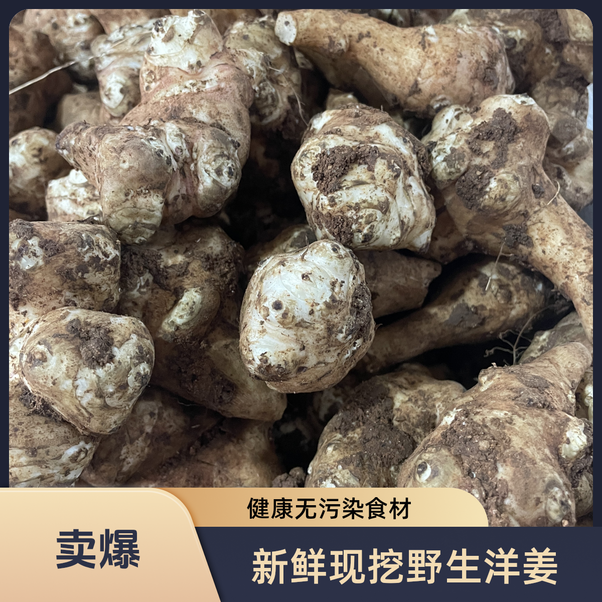 洋姜新鲜现挖山地种植香味浓郁辛辣适中正宗优质