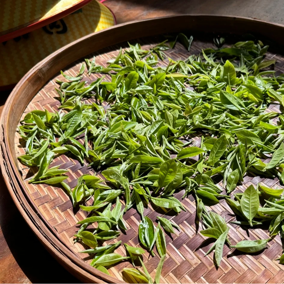 江西特产遂川特级狗牯脑茶叶2025明前头采芽茶罐装特贡高级茶叶