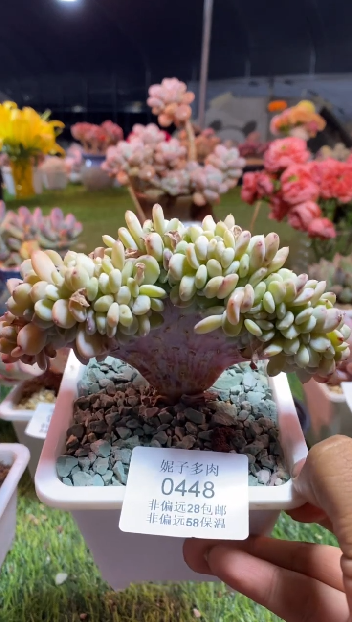 【闪购商品】0448a