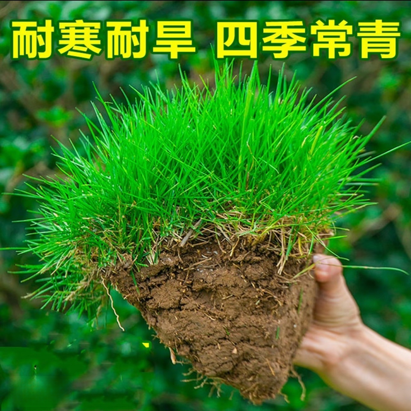 【四季青草籽】庭院免修剪庭院绿化护坡耐践踏耐旱低矮草坪种子商品图