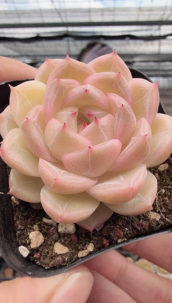 东云多肉园新款-56