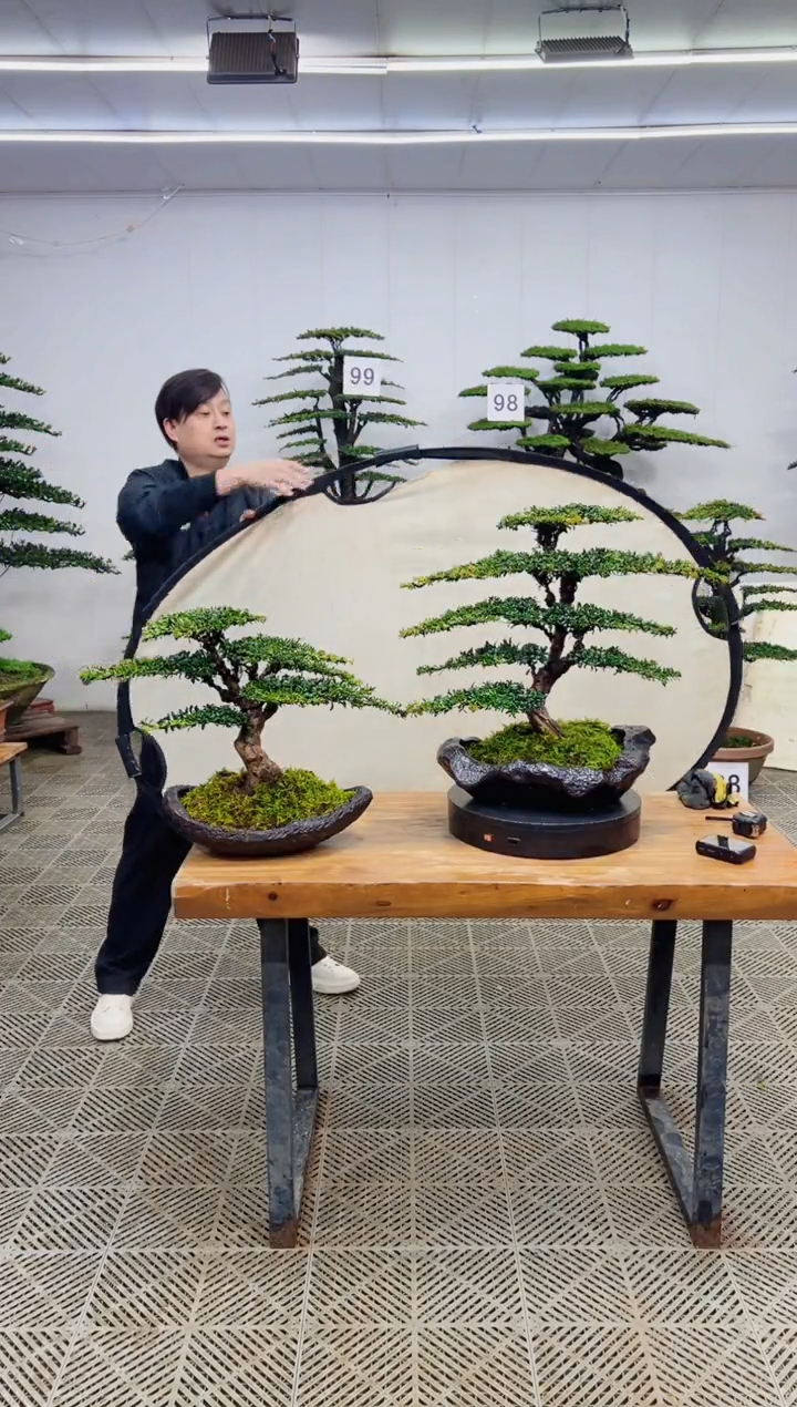 无花朵造型盆景一物一拍