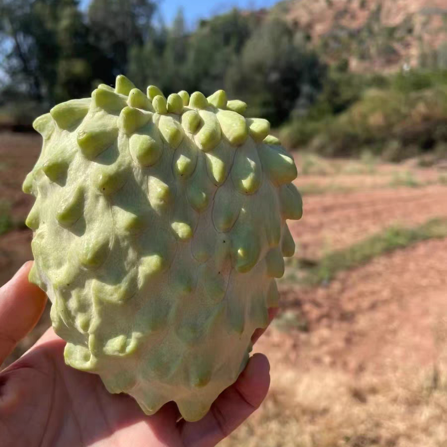 海南三亚牛奶凤梨释迦果5斤顺丰包邮口感沙糯甜香甜