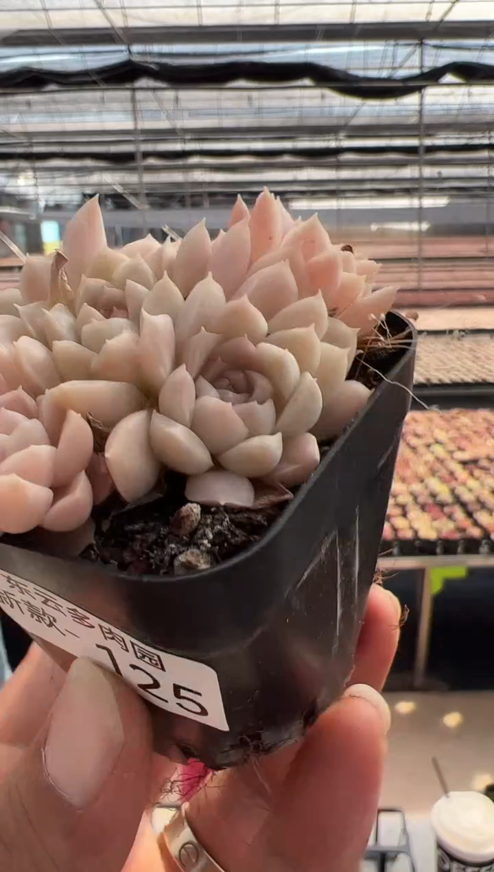 【闪购商品】新款多肉-125