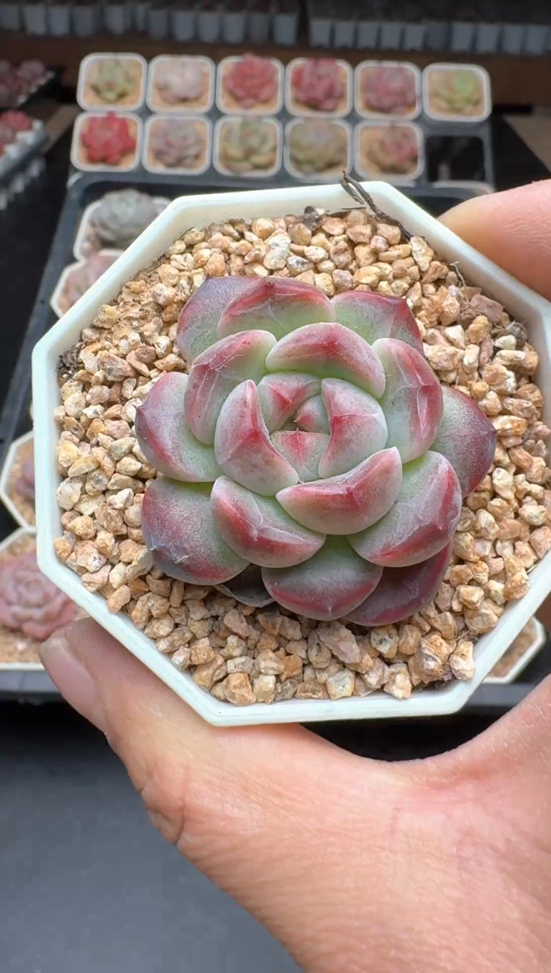 【闪购商品】441B物拍多肉带盆土6.5杯拍3颗包柚