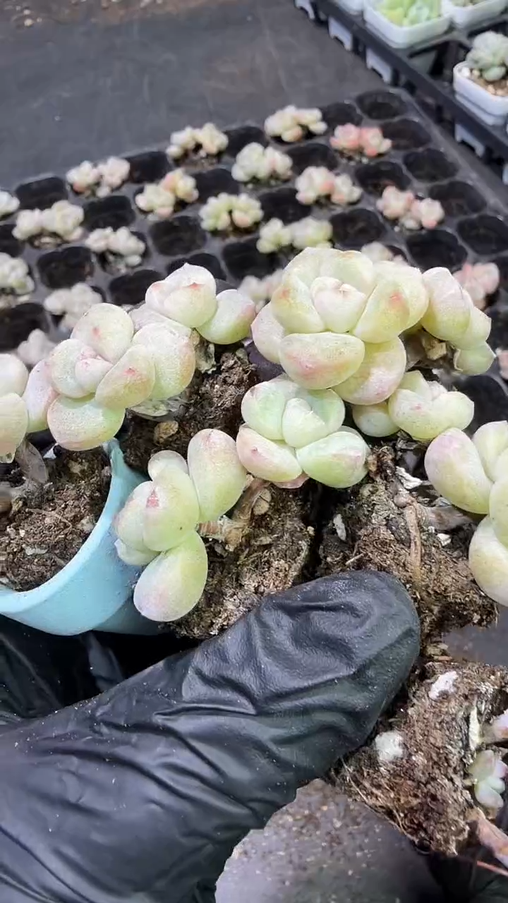 01号到手（5）棵双头冰玉