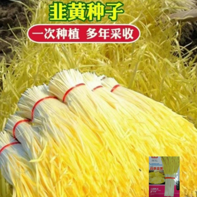 四季韭黄种子遮光种植黄韭菜籽高产耐寒阳台庭院有机蔬菜韭黄种