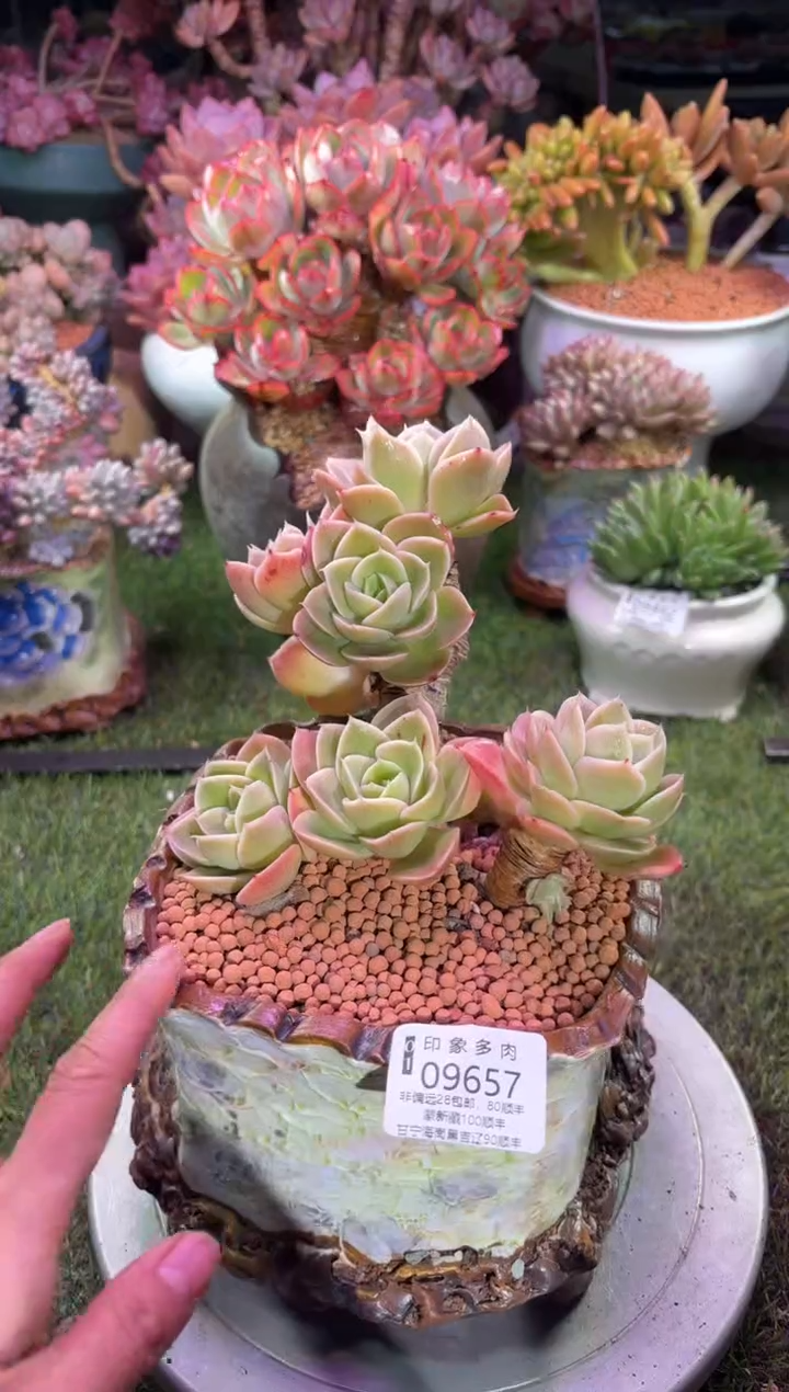 【闪购商品】09657