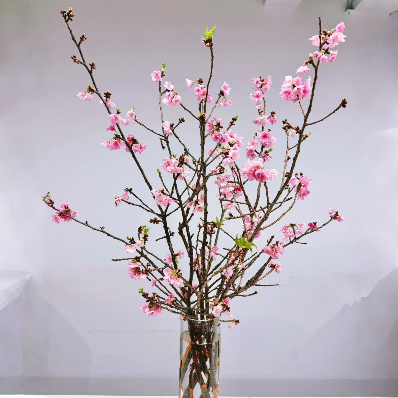 【我种花】樱花鲜枝粉色春季烂漫水培带花苞耐寒遇水开花云南直发