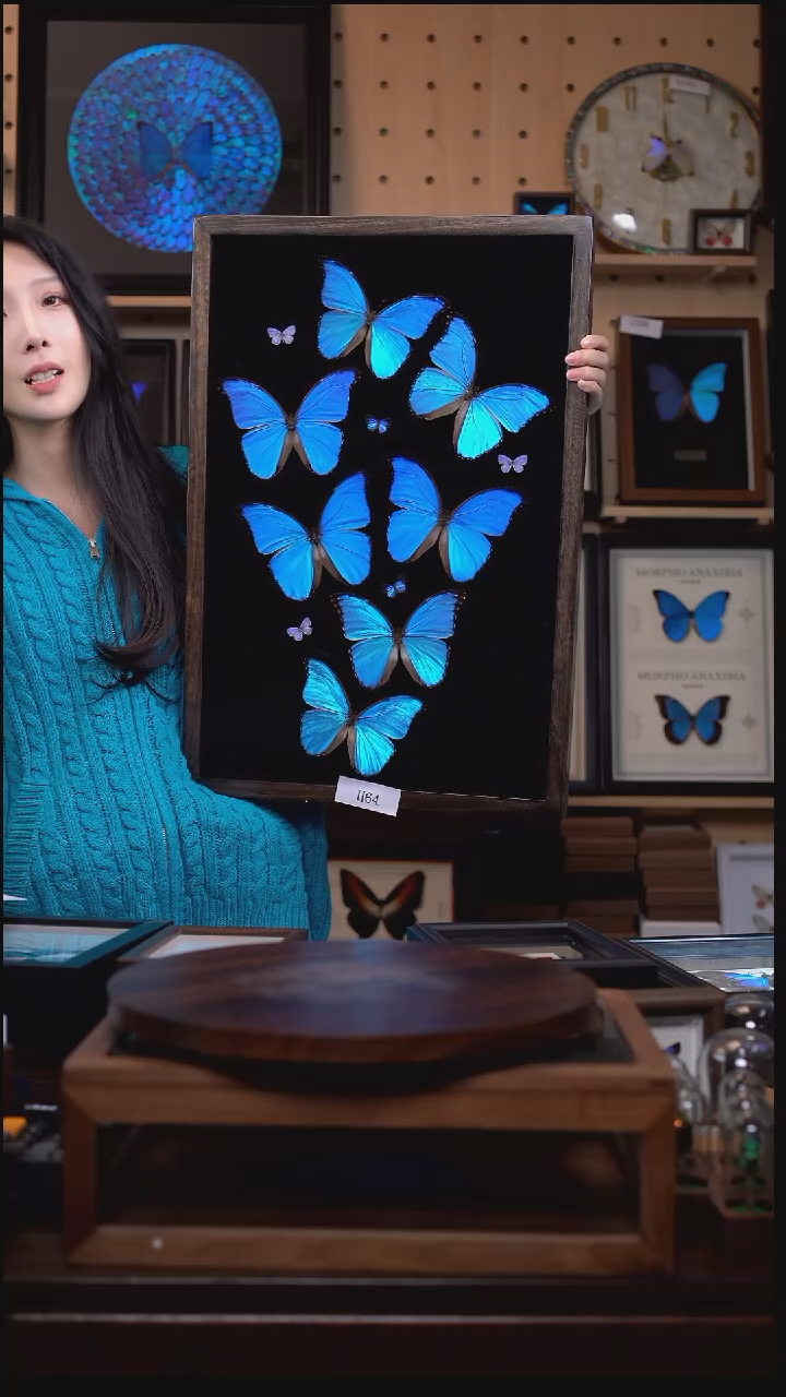 蝴蝶标本摆件竞拍h64
