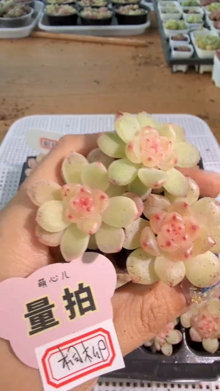 相柳 单双混 3颗量拍混发 满9.9包邮