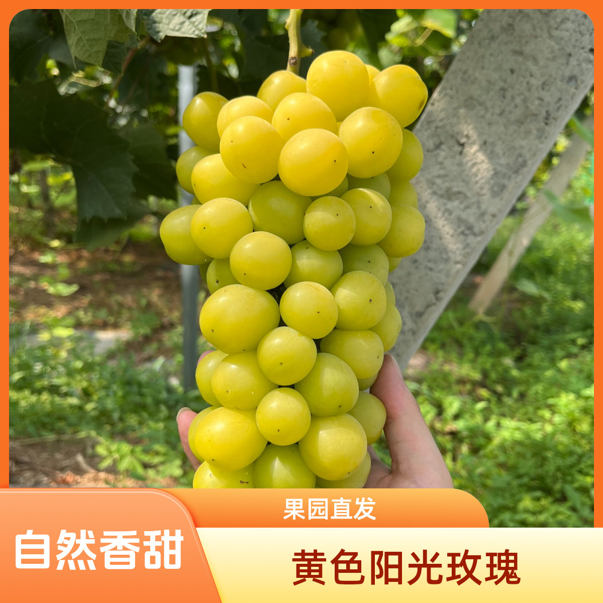 黄色阳光玫瑰葡萄自然成熟果园直发晴王青提净重4.5斤顺丰包邮