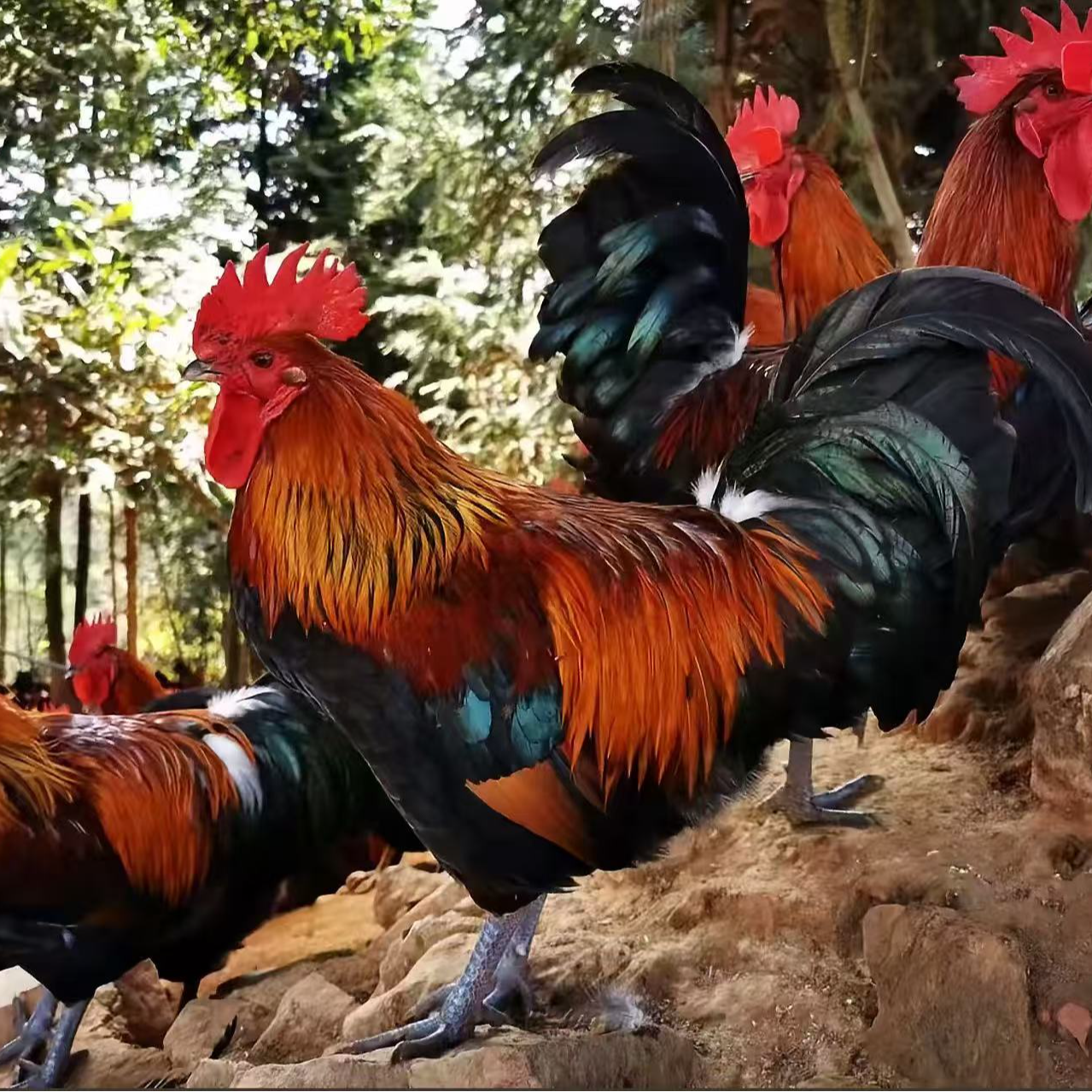 农家散养童子大公鸡买一只送一只现宰极速锁冻现货速发次日达【君姐】