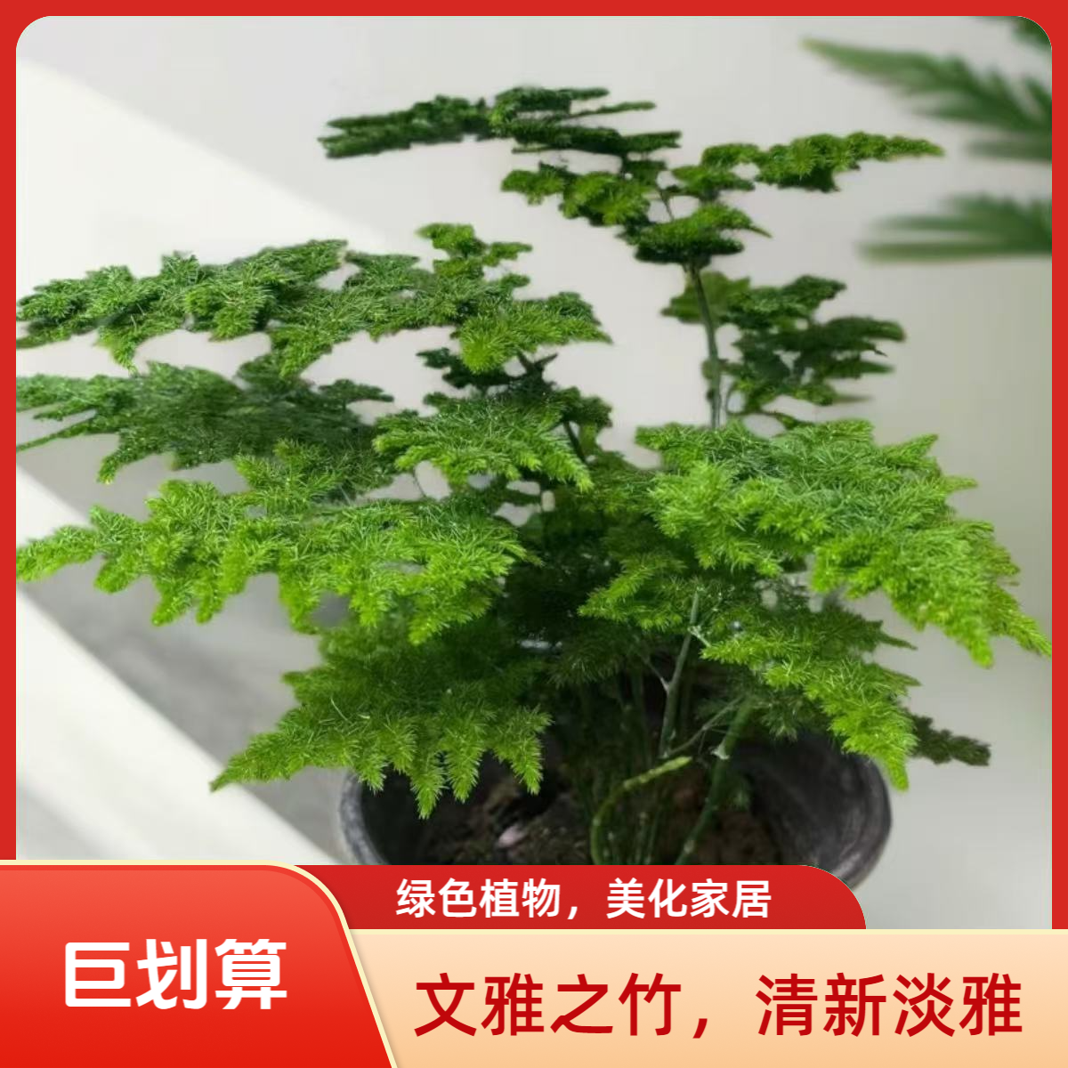 【两年大苗】矮生密叶文雅之竹室内好养绿植客厅桌面微盆景