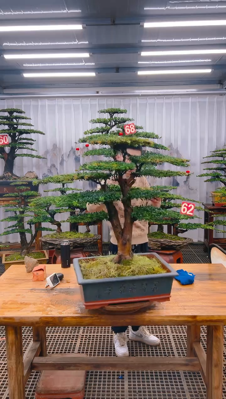 【闪购商品】紫砂精品盆景直播间一物一拍