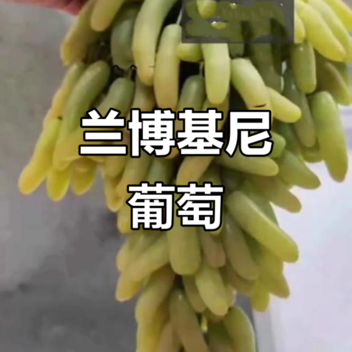 兰博基尼葡萄嫁接苗（不包成活）