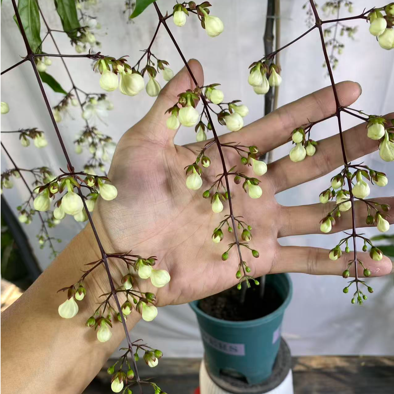 棒棒糖垂丝茉莉花盆栽花苗带花苞花卉耐寒热多年生阳台室内好养护