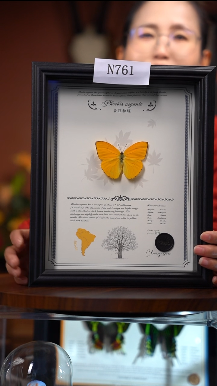 N761杏粉蝶标本竞拍