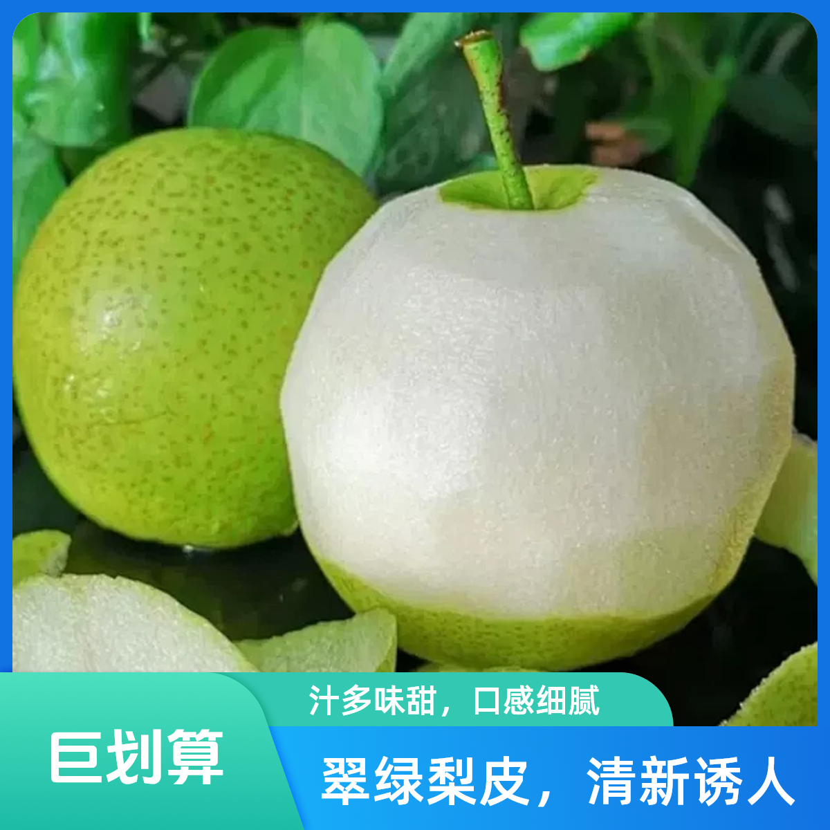 正宗翠冠梨青梨脆甜多汁当季新鲜水果现摘现发
