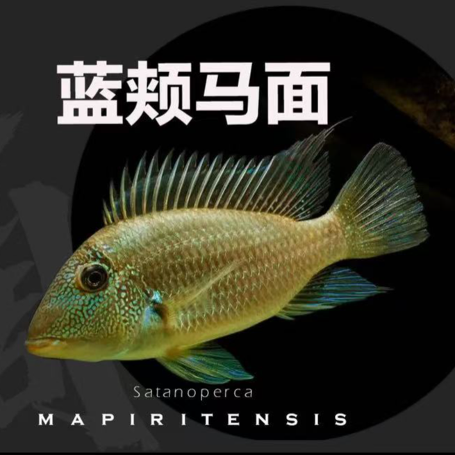 稀有食土鲷  普申密斯  蓝颊马面 三点宝石   