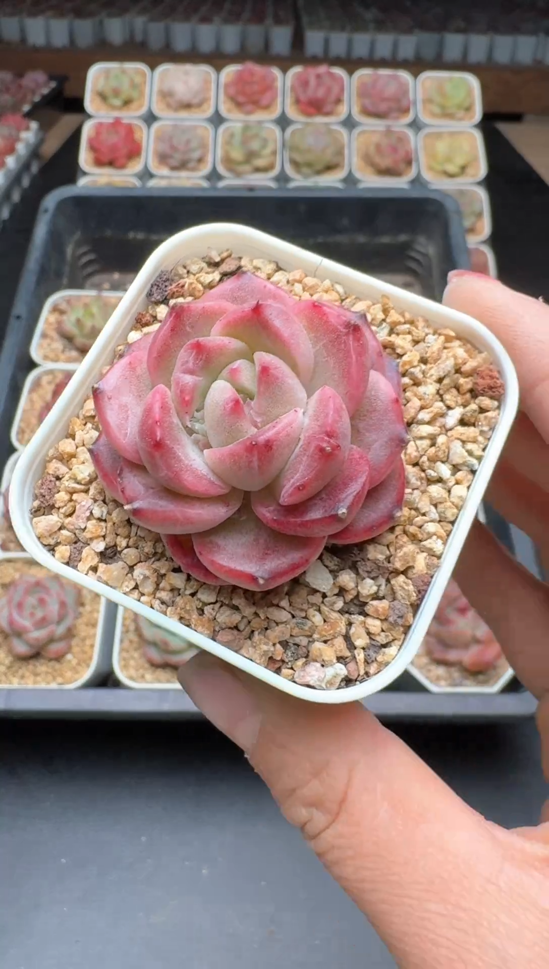 【闪购商品】594B物拍多肉带盆土6.5杯拍3颗包柚