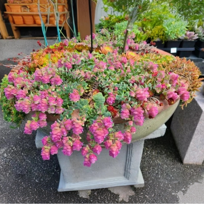 加仑盆折纸画观赏牛至盆栽花苗花园阳台垂吊观花观叶植物多年
