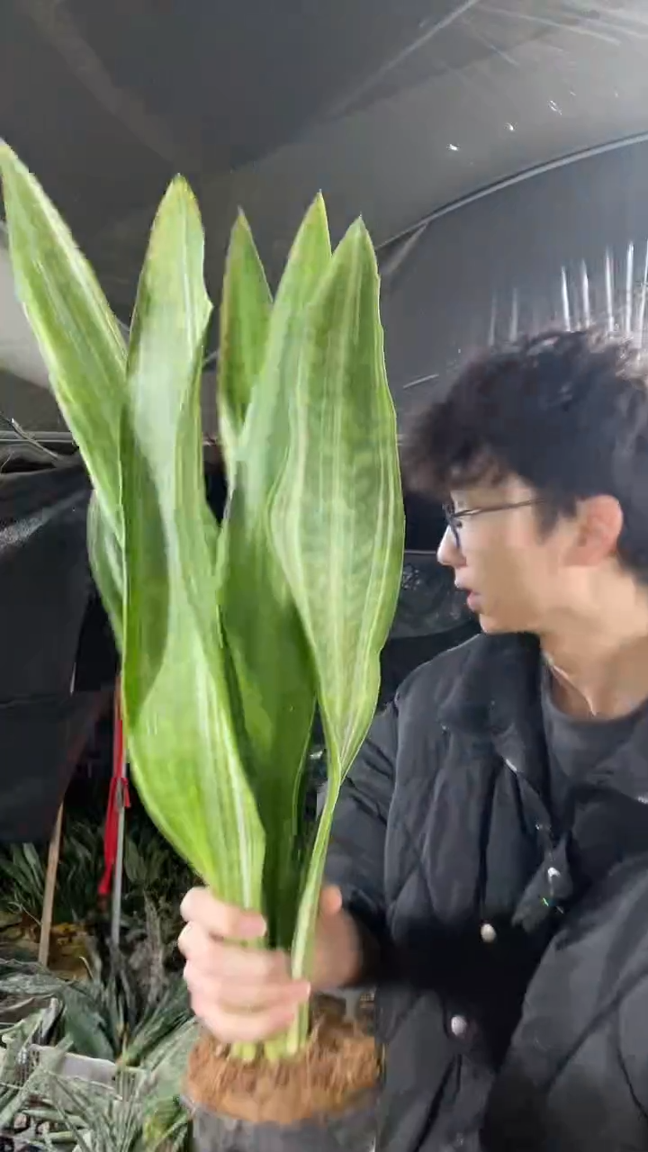 百合带盆土28.8.