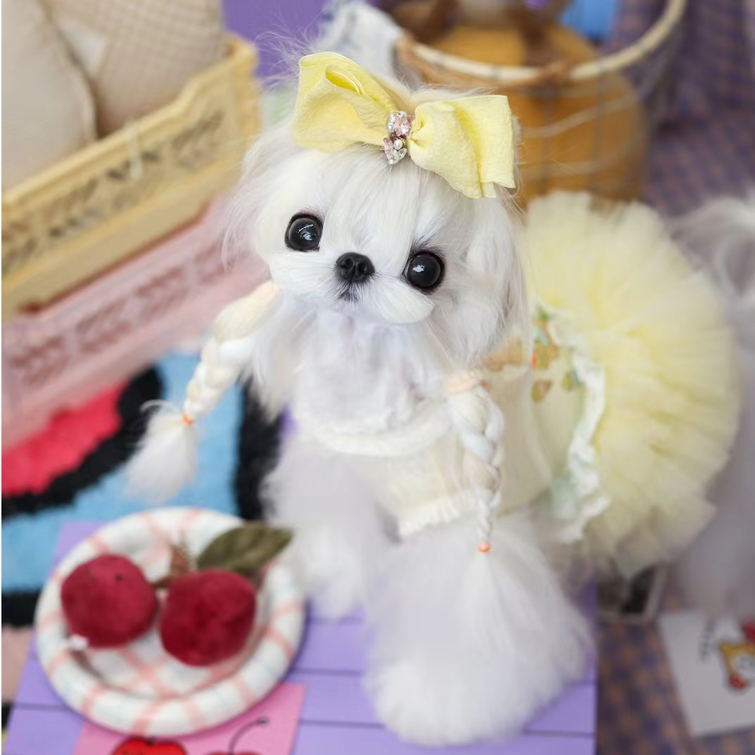 Black candy宠物活体马尔济斯西施狗狗