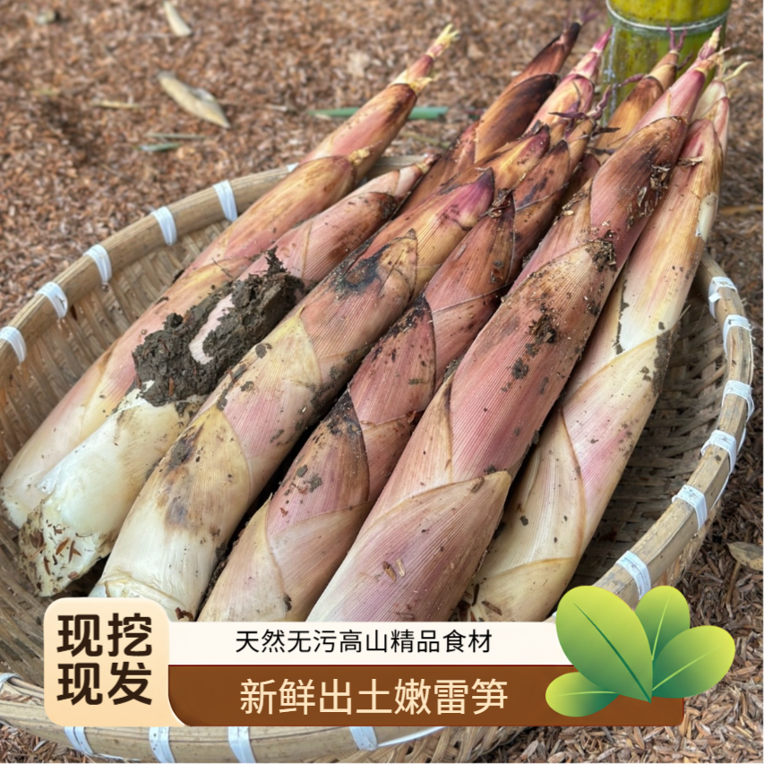 江西高山精品雷笋现挖新鲜雷竹笋去老根天然无污嫩笋芽