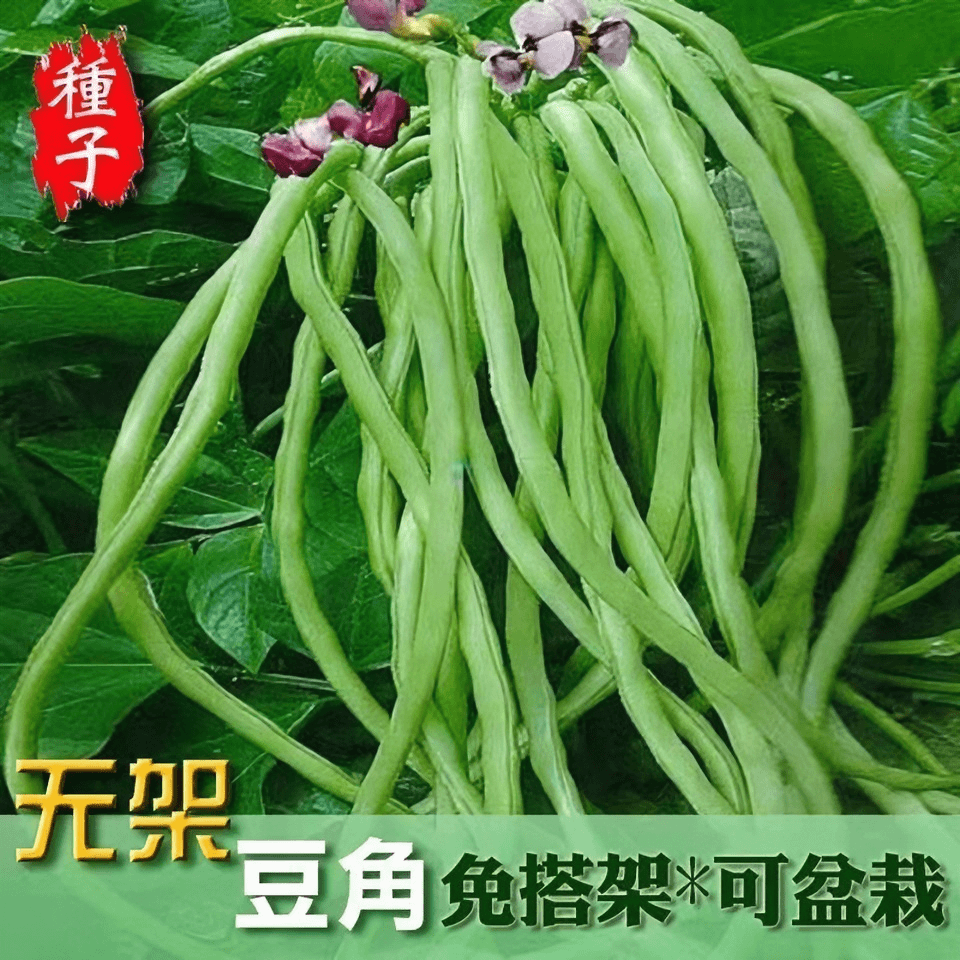 【全店满5包包邮】无架长豆角种子早豇豆四季豆蔬菜种籽不搭架豆