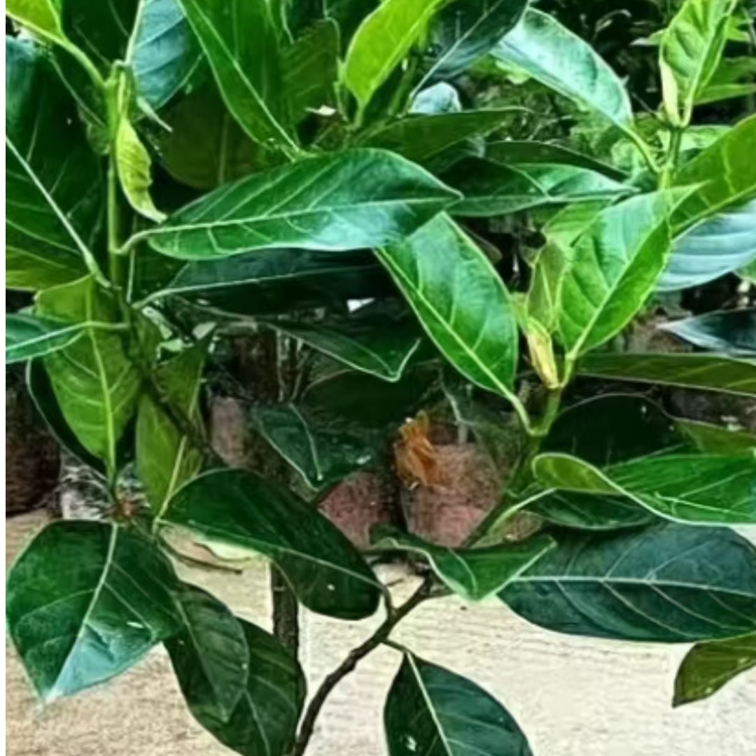 浓香四季开花桂花盆栽适合室内外养殖好养易活花卉