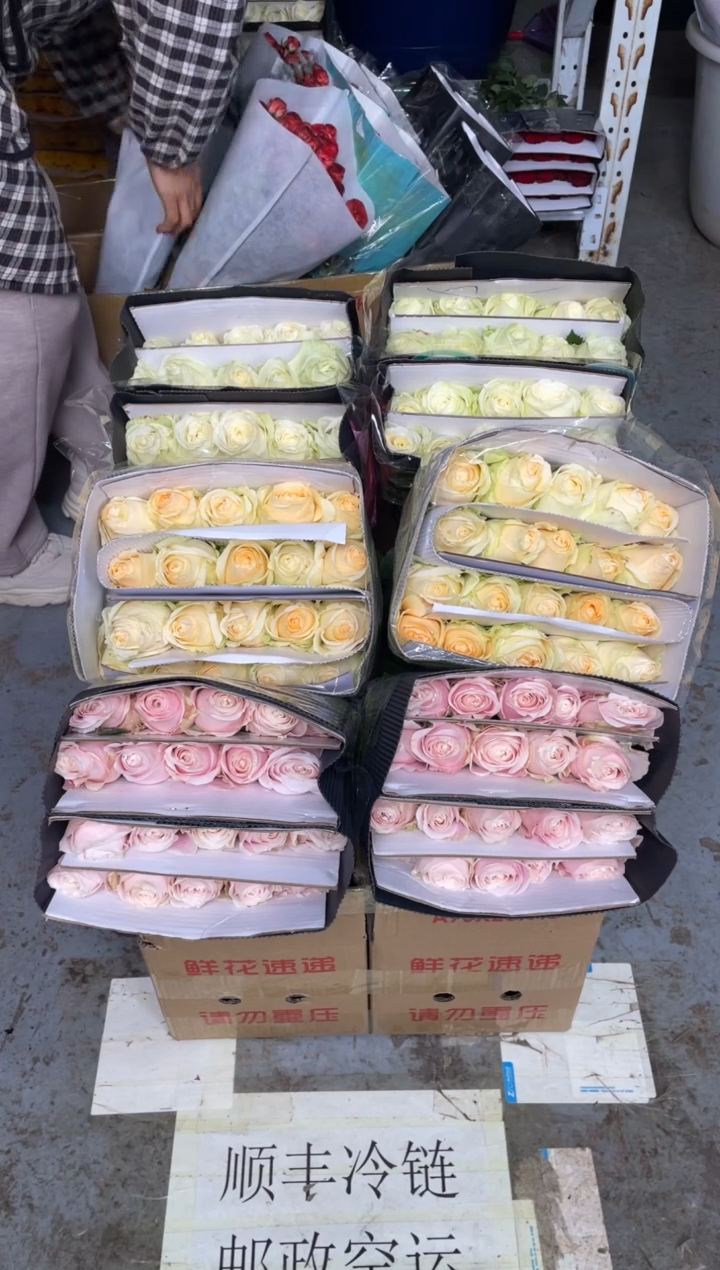 白雪山20枝+粉红20枝+香槟20枝