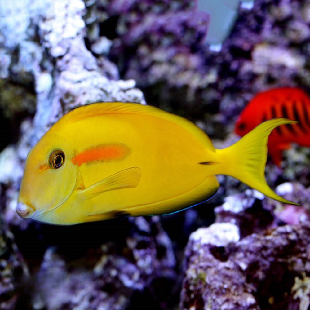 黄一字吊 海水鱼活体