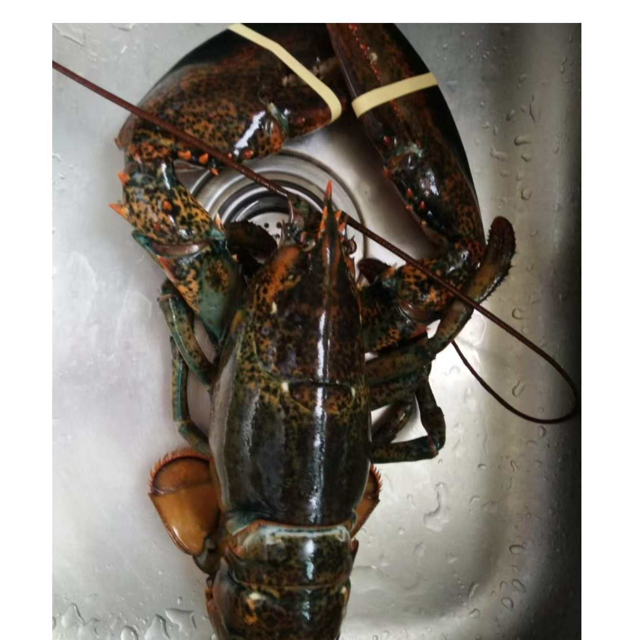 鲜活肥美波士顿龙虾，克旗同城配送。