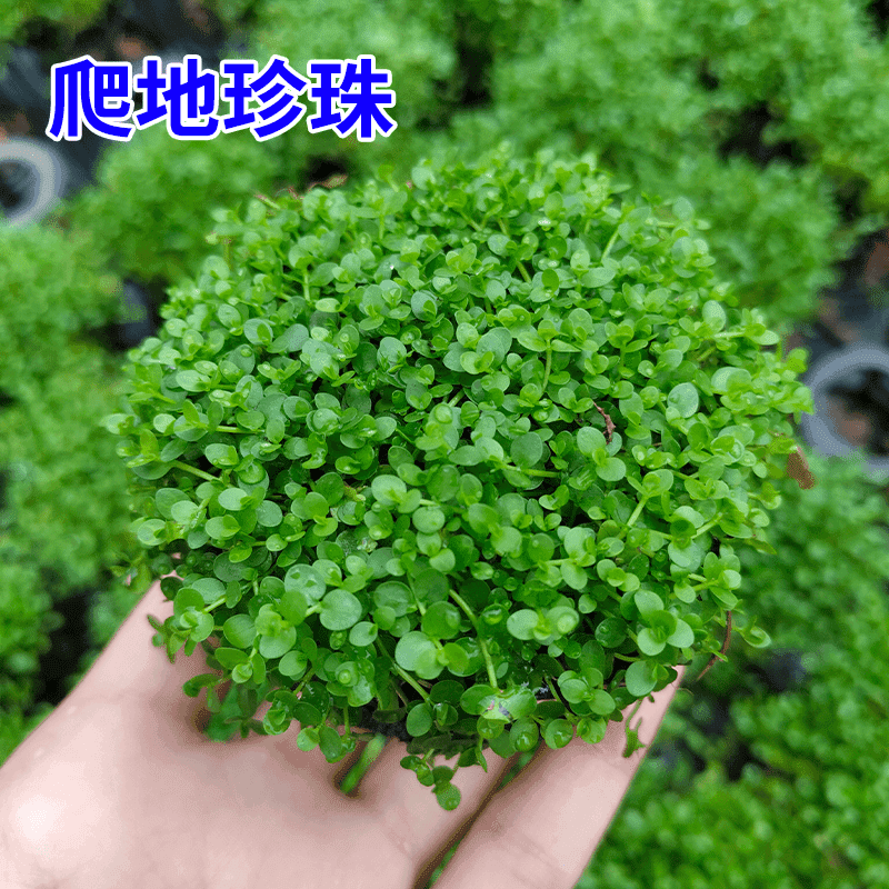 【前景·趴地矮珍珠福利】新手懒人水草坨草前景鱼缸造景无需种植入