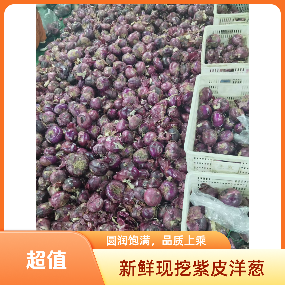 水果紫圆葱500G同城配送紫圆葱