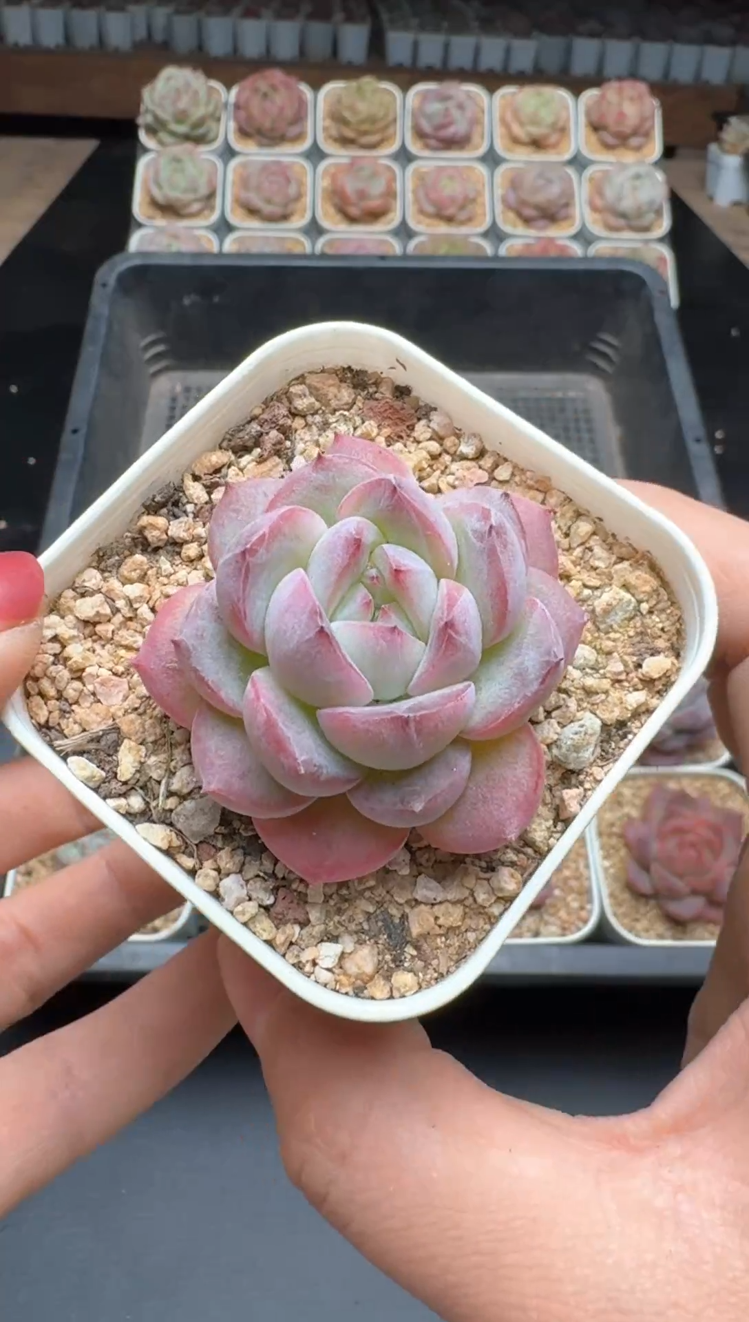 【闪购商品】618E号一物一拍多肉花卉植物3颗起发