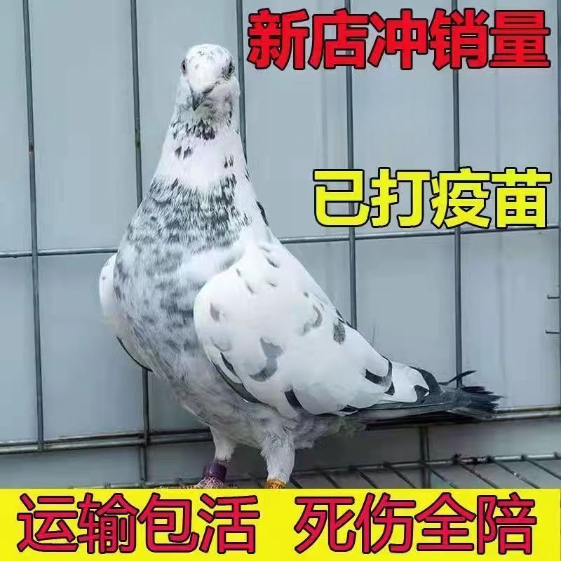 信鸽A包邮一只8两左右批发鸽子活苗下蛋