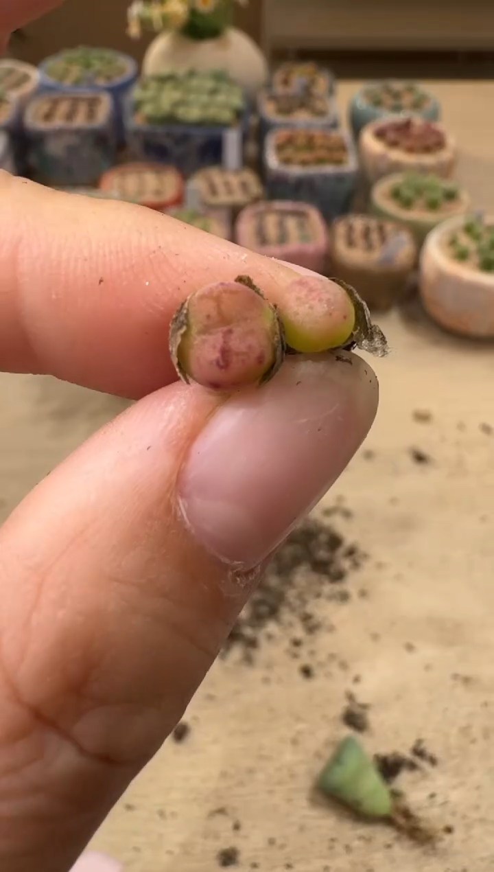 8-120多肉植物肉锥