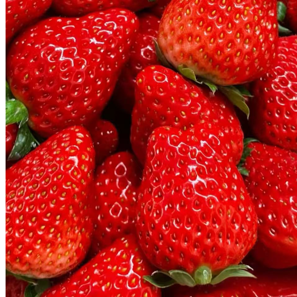 弘阳【顺丰】四川大凉山露天草莓新鲜现摘香甜红孕妇水果非丹东九九