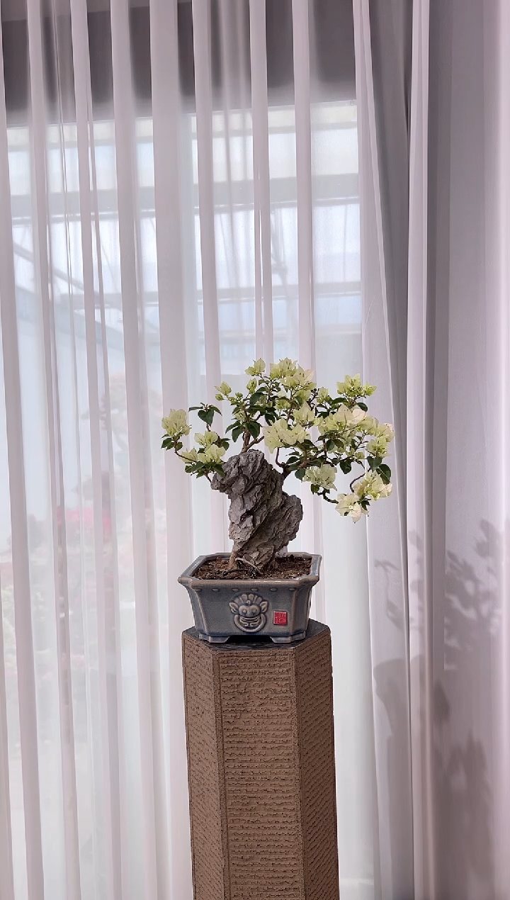 全部花朵志*三角梅老桩盆景