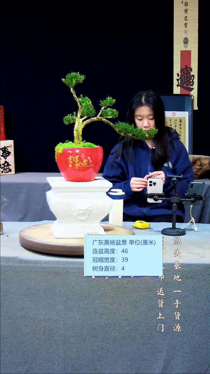 【闪购商品】黄杨盆景黄杨盆景