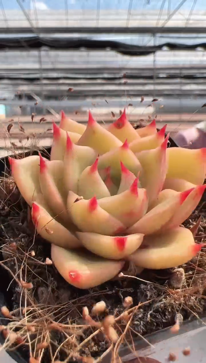 【闪购商品】新款多肉-159