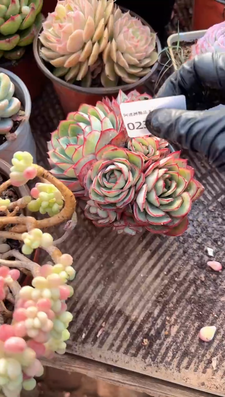 无*多肉植物一物一拍02332