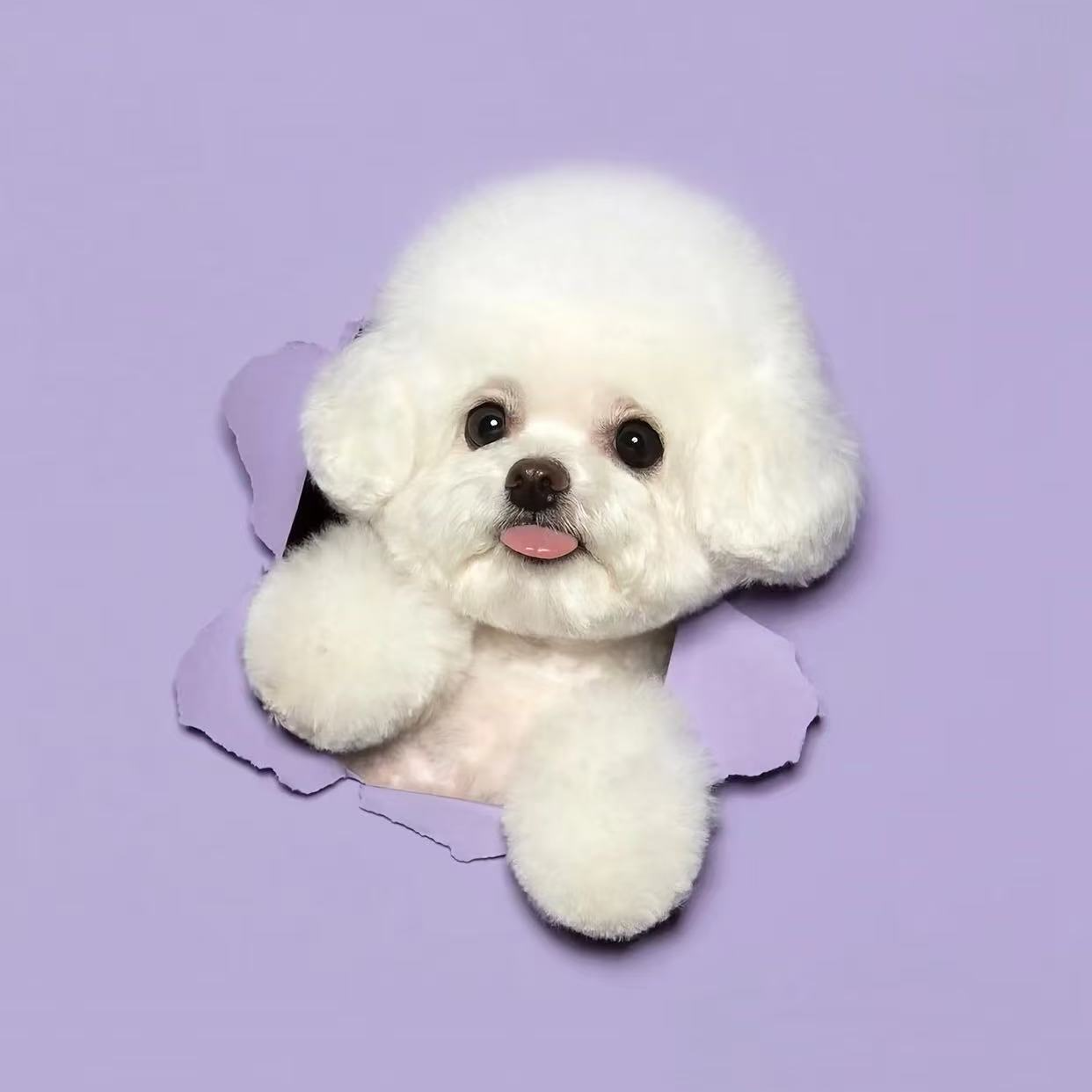 【刘一手家的毛孩-周-活动2】宠物活体狗小狗小型犬 比熊 泰迪熊