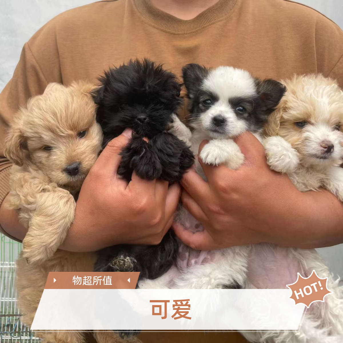 狗狗直播挑选泰迪金毛拉不拉多纯种比熊串串小狗